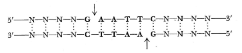 <ul><li><p>Widely applied in cloning and sequencing of DNA molecules.</p></li><li><p>Useful because they cut DNA at specific sequences, typically 4-6 nucleotides in length.</p></li><li><p>Ex: restriction enzyme EcoRI, makes staggered cuts.</p></li></ul><p></p>