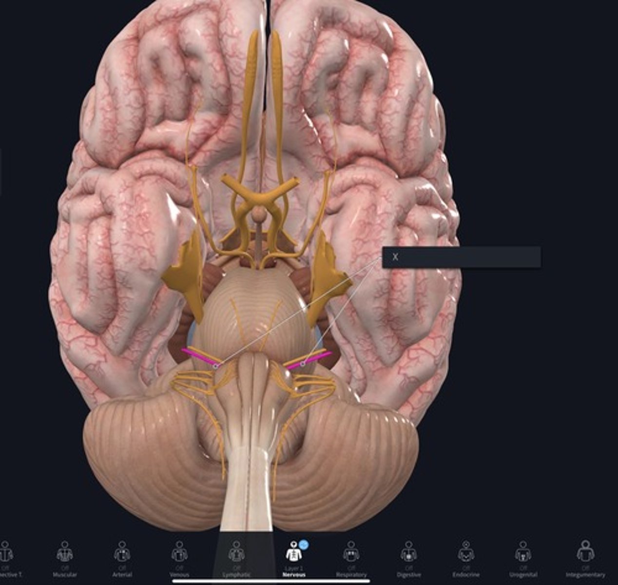 <p>Name the Nerve highlighted purple and indicated by the X.</p>