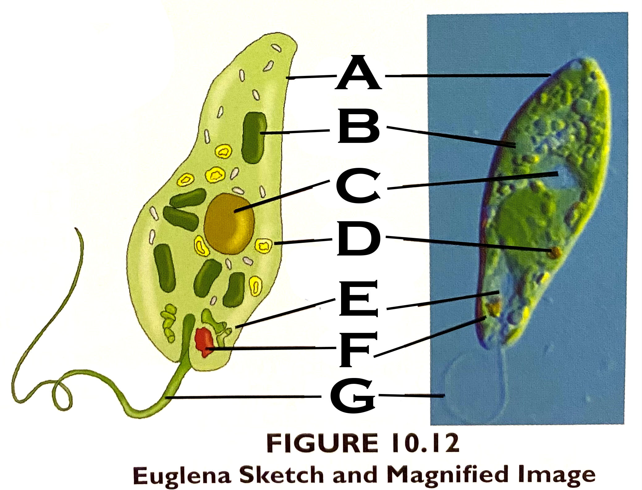 <p>What organelle is E?</p>