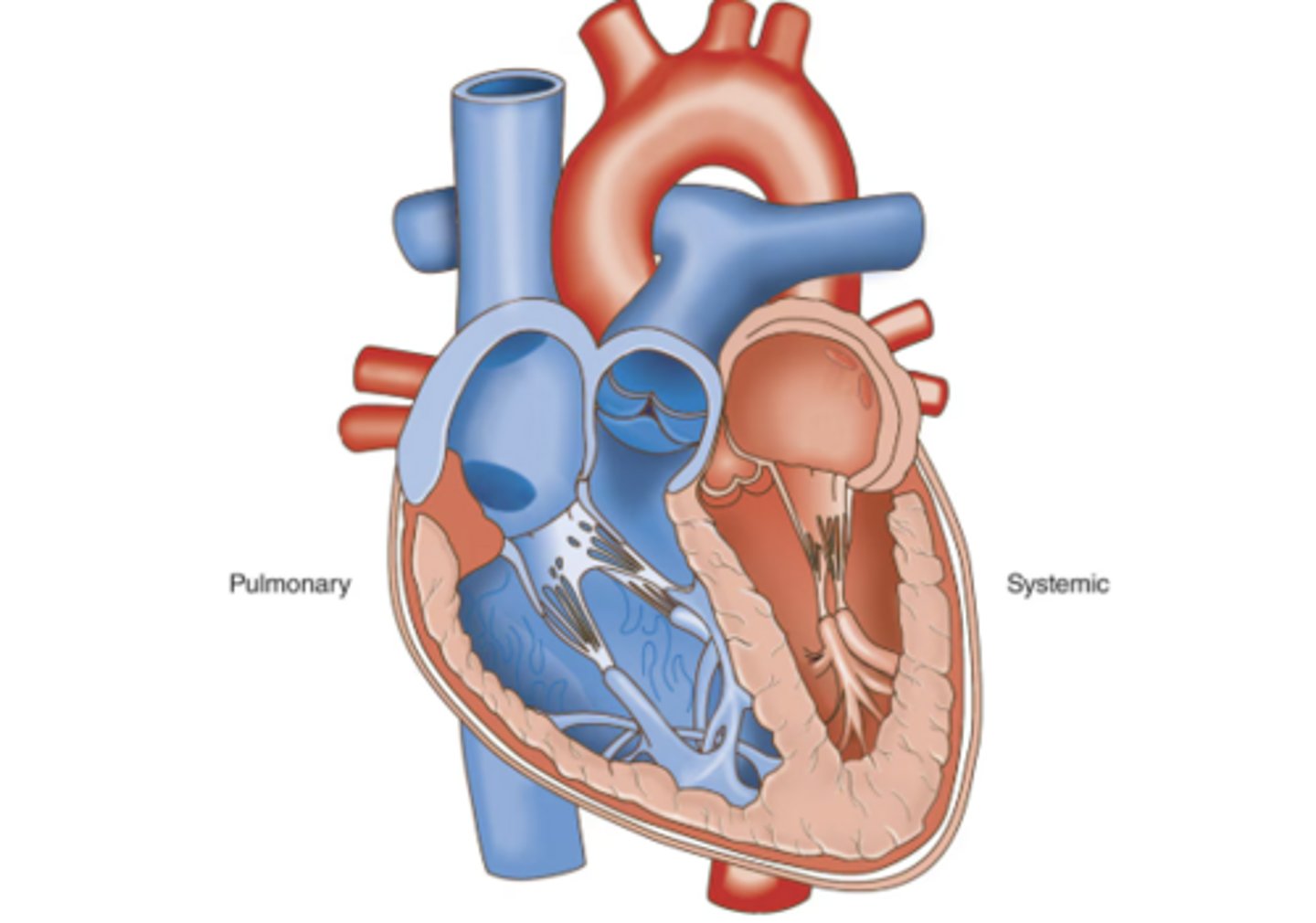 <p>Receives oxygenated blood from the lungs that is high in oxygen and low in carbon dioxide</p>