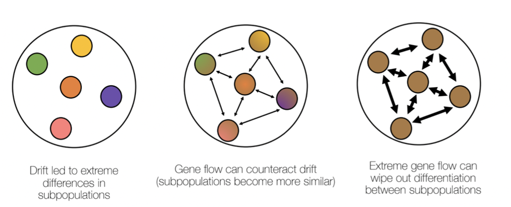 * Lack of arrows = no gene flow
* Different colours = diverging
* When we have gene flow, there are thin arrows the alleles move from one subpopulation to the next and over time they become more similar
* If the amount of gene flow increases - thicker arrows then, gene flow can wipe out any differentiation between the subpopulation
* Genetic constitutions are now similar - a melding of the colours
* Gene flow plays an important role in the migration of alleles and can counteract the effects of drift