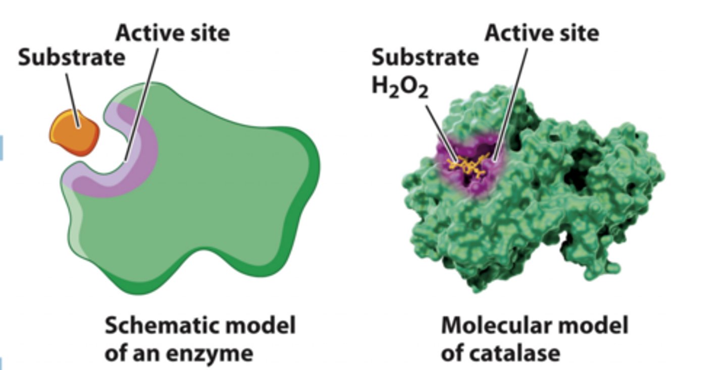 <p>1. Enzymes have a 3D structure that brings together particular amino acids to form the active site. <br>2. The enzyme active site binds the substrate and converts it to the product. <br>3. The interactions between the substrate and the active site are weak noncovalent interactions or transient covalent bonds that stabilize the transition state and decrease the activation energy required for the reaction</p>