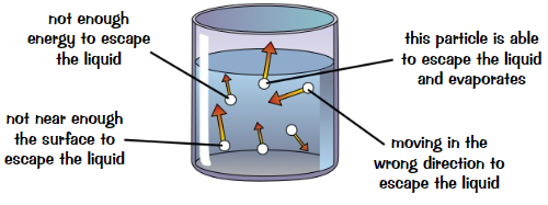 <ul><li><p>When particles <strong>escape </strong>from <strong>liquid</strong> and become <strong>gas </strong>particles</p></li><li><p>Particles can <strong>evaporate</strong> from liquid <strong>below </strong>liquid’s <strong>boiling point</strong></p></li><li><p>Particles <strong>near surface</strong> of liquid can escape and become gas particles if:</p><ul><li><p>Particles are travelling in <strong>right direction</strong> to escape liquid</p></li><li><p>Particles are travelling <strong>fast enough</strong> (have enough energy in KE stores) to overcome <strong>attractive forces</strong> of <strong>other particles</strong></p></li></ul></li><li><p><strong>Fastest particles</strong> are <strong>most likely </strong>to evaporate from liquid<br>When they do, the <strong>avg. speed </strong>+ <strong>energy</strong> in <strong>KE stores</strong> of remaining particles <strong>decreases</strong></p></li><li><p>Decrease in avg. particle energy means <strong>temp </strong>of remaining liquid <strong>falls</strong> - liquid <strong>cools</strong></p></li></ul>