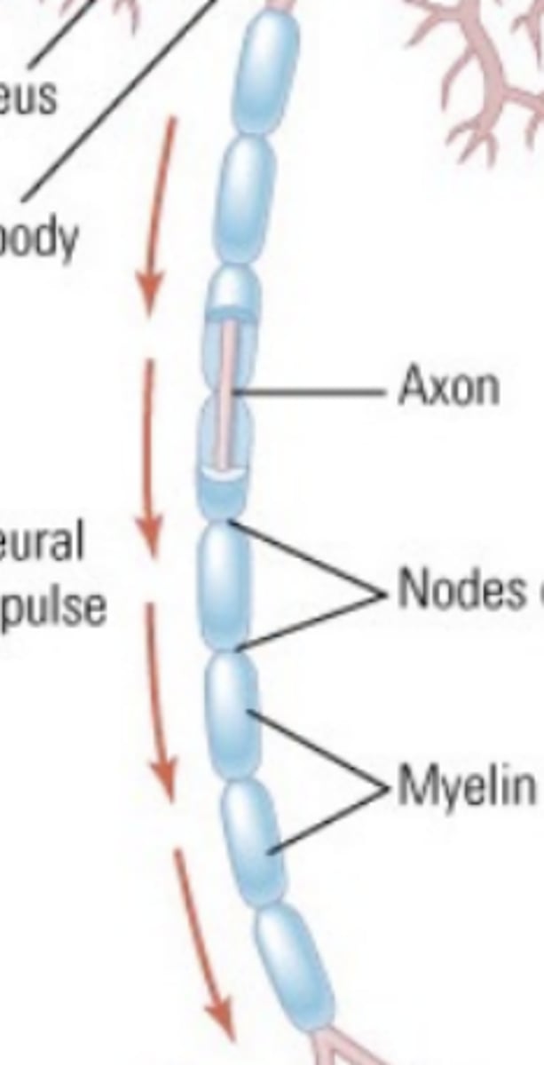 <p>contains the nucleus and cellular machinery</p>