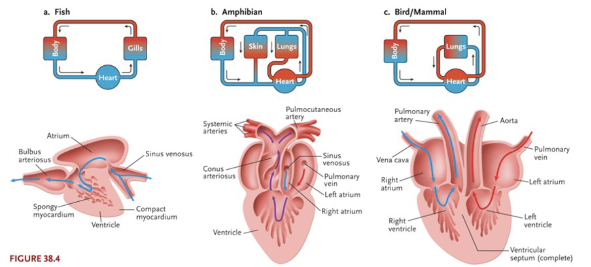 <ul><li><p>Whether or not <strong>gravity</strong> is a factor affecting blood flow (requiring higher pressure)</p></li><li><p>Where <strong>gas exchange</strong> takes place (gills, lungs, or lungs and skin)</p></li><li><p><strong>Thermoregulatory mode</strong> (endothermy or ectothermy)</p></li></ul><p></p>