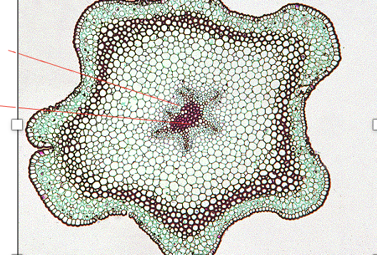 <p>Identify </p>