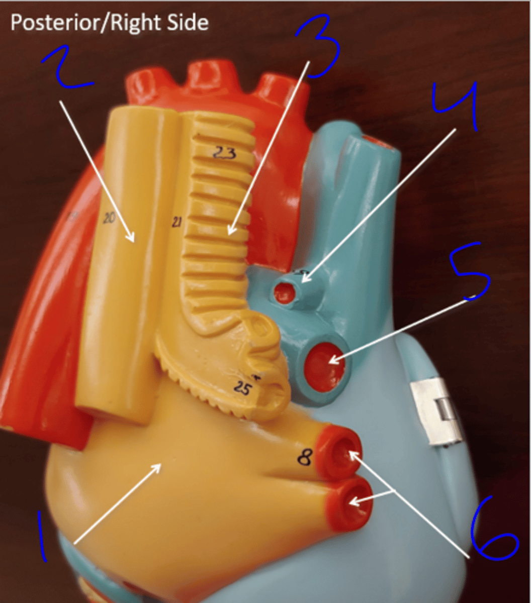 <p>Posterior/Right Side - #3</p>