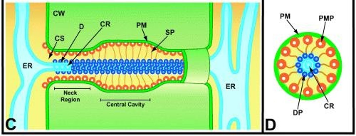 <p>The plasmodesma channel includes a cytoplasmic sleeve and desmotubule, which is derived from the endoplasmic reticulum.</p>