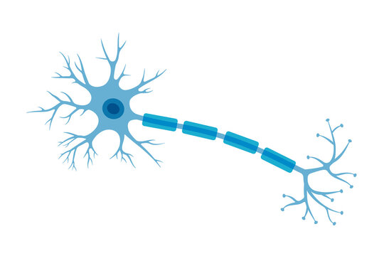 <p>What are the structures of a neuron?</p>