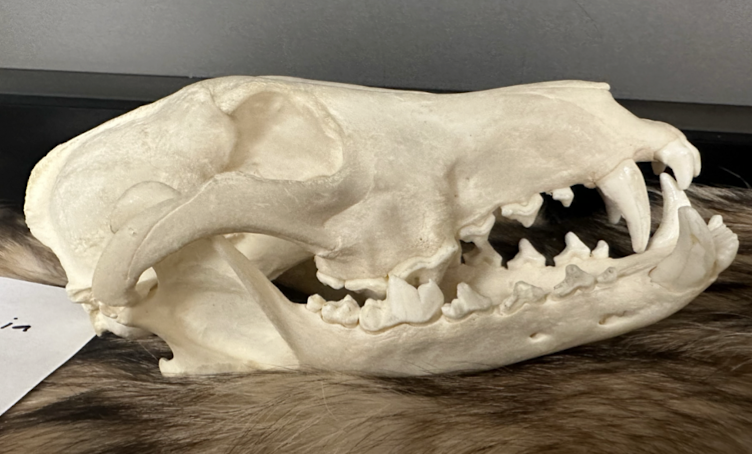 <p>Canidae 1 </p>