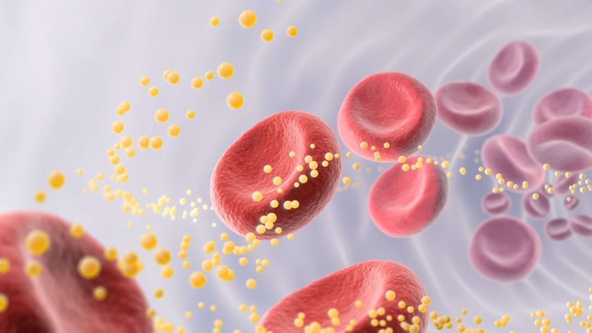 <p>Care sunt moleculele mari din organism?</p>