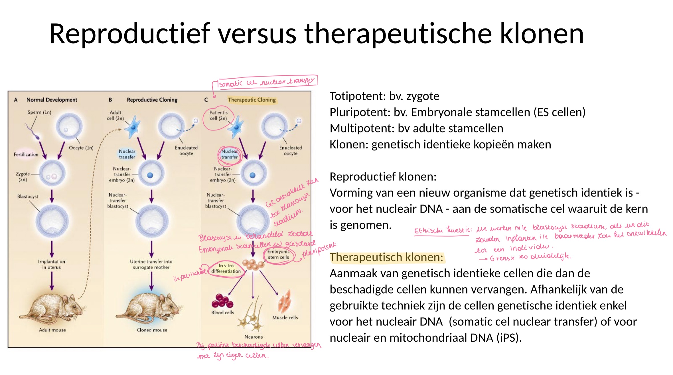 <p>we werken met een blastocyst stadium en als we dat zouden inplanten in een baarmoeder, zou dit een embryo vormen en kunnen ontwikkelen tot een individu</p>