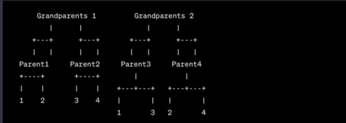 <p>- Groups of 4</p><p>- 1 + 2 are full-sibs (homozygotes for white allele)</p><p>- 3 + 4 are full-sibs (heterozygotes - red and white allele)</p><p>- 1 + 3 are half-sibs</p><p>- 2 + 4 are half-sibs</p>