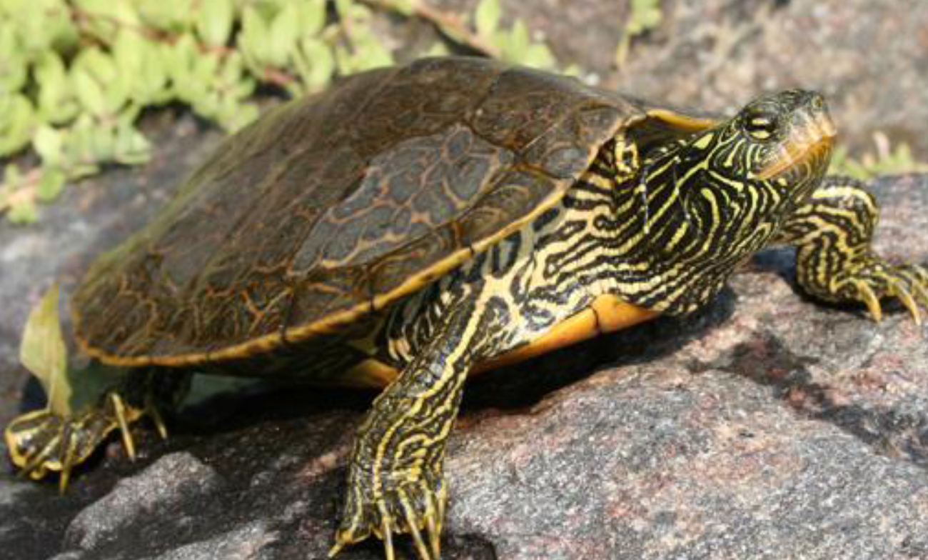 <p><span>what is this and what are its habitat and diet preferences</span></p>