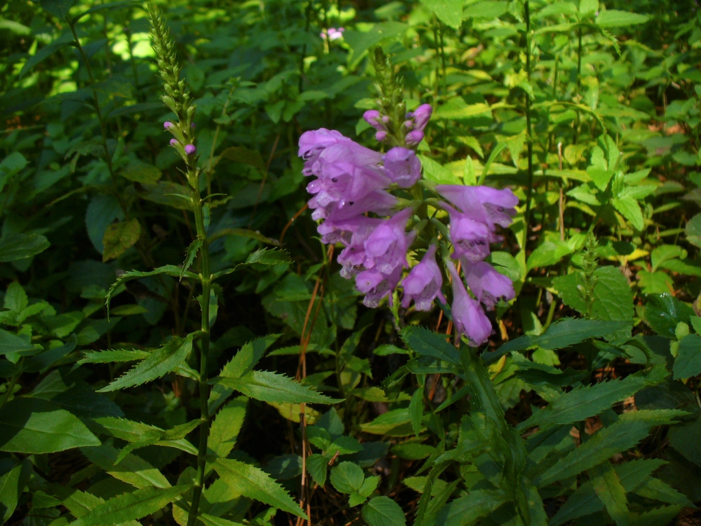 <p><em>Physostegia virginiana</em></p>
