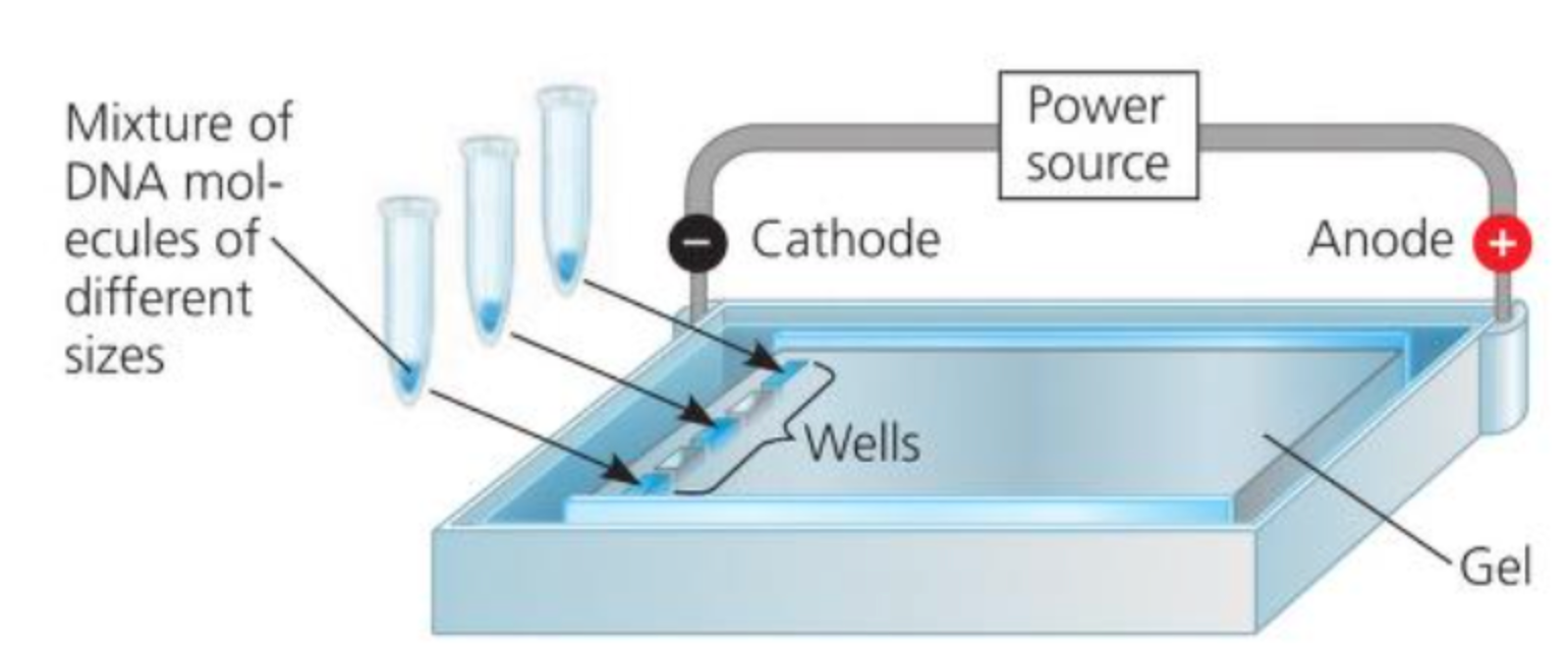 <p>Gel Electrophoresis</p>