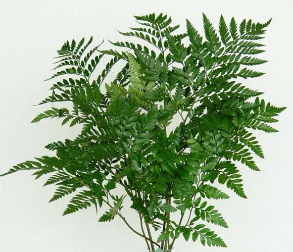 <p>Latin Name?</p>