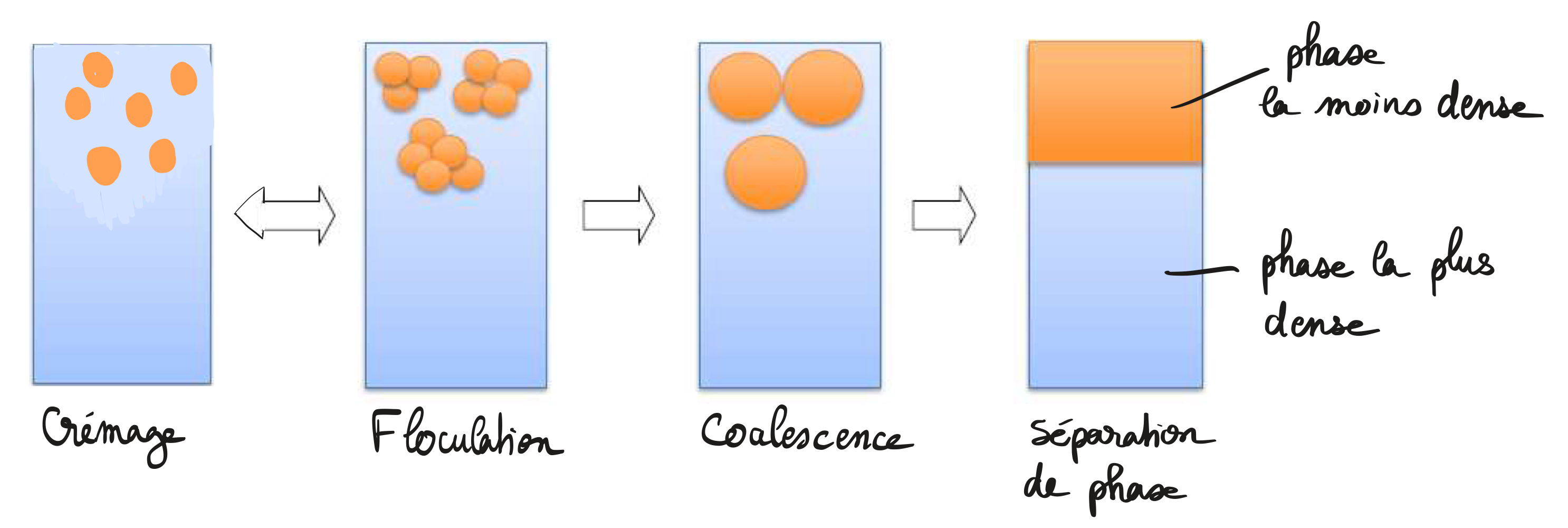 <p><u>Coalescence</u> = <span style="color: blue;"><strong>FUSION</strong></span><strong> des éléments floculés → </strong>Conduit à l’étape ultime : la séparation de phase </p><ul><li><p>ne concerne donc que les <span style="color: red;"><strong>phases dispersées FLUIDES </strong></span>(émulsions, mousses...)</p></li><li><p>Est <span style="color: red;"><strong>IRRÉVERSIBLE</strong></span></p></li></ul><p></p>