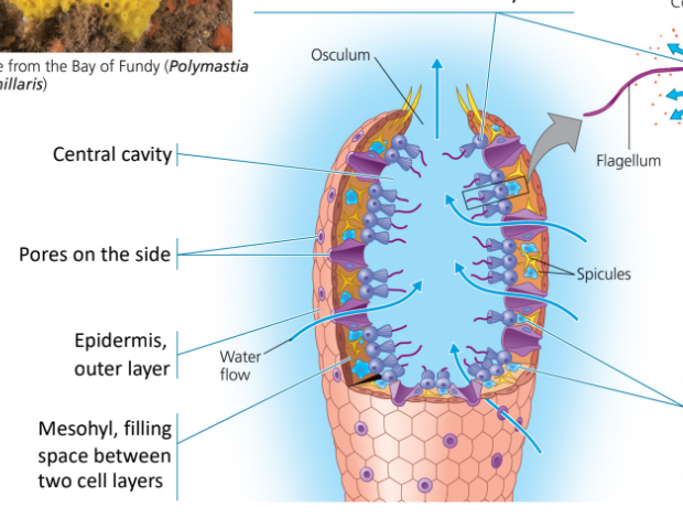 <ol><li><p>sedentary suspension feeders</p><ol><li><p>draws in water from side pores and erects from central cavity </p></li><li><p>filters food particles in water</p></li></ol></li><li><p>No highly differentiated tissues like eumetazoans </p></li><li><p>sponge body made of two layers of cells (<strong>epidermis</strong> and <strong>choanocytes</strong>) separated by <strong>mesohyl</strong></p><ol><li><p>no need for circulatory system because they have adequate access to water</p></li></ol></li><li><p>sponge has amoebocytes wedged into mesohyl so that the nutrients in by choanocytes can be transported throughout the sponge body </p></li><li><p>osculum is the opening of the cavity</p></li></ol><p></p>