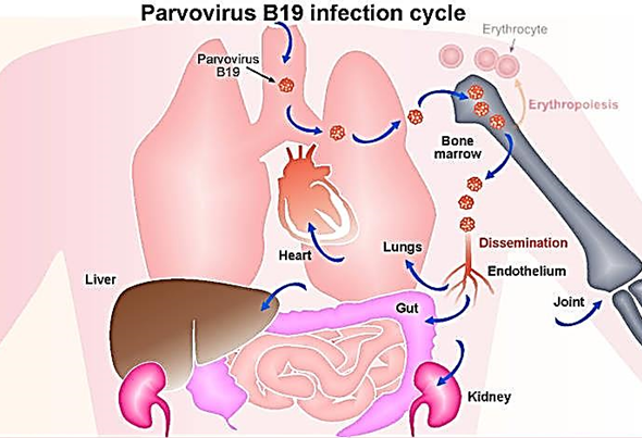 <p>It spreads through <strong>aerosols and respiratory droplets</strong>.</p>
