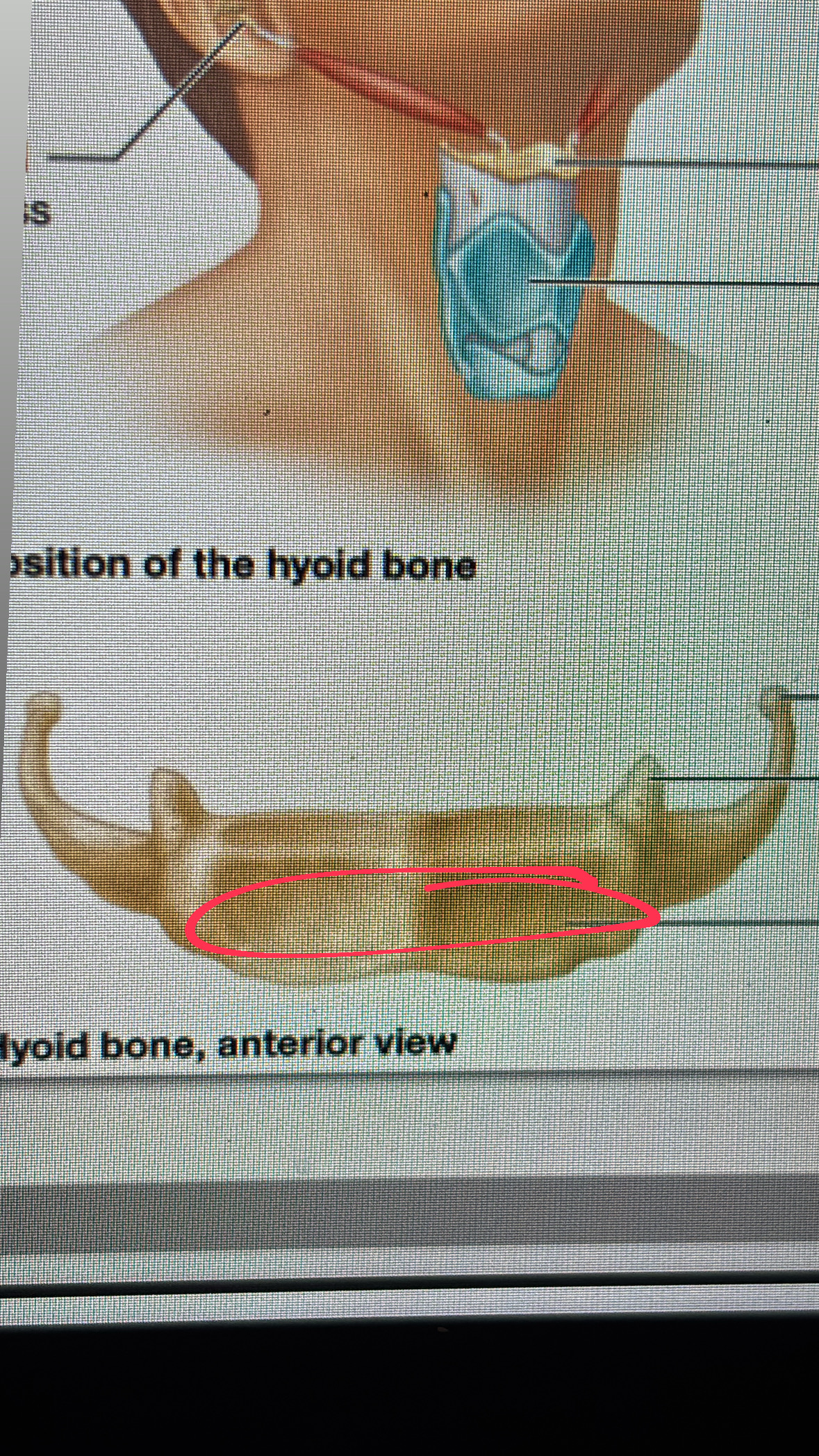 <p>the main part of the hyoid</p>