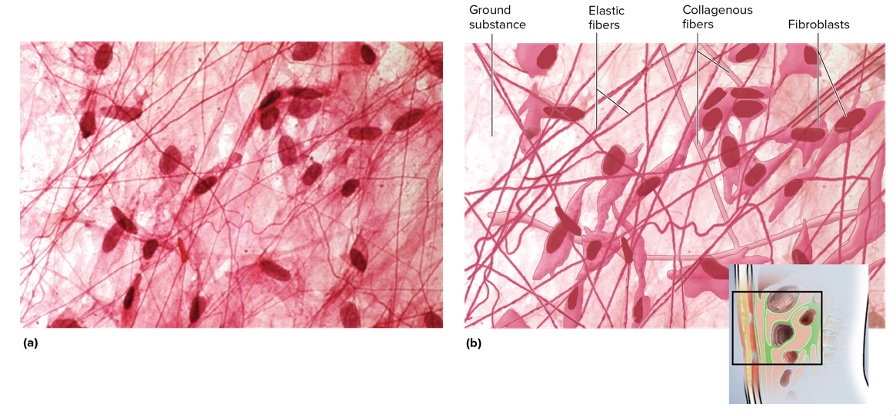 <p>location areolar connective tissue</p>