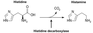 <p>decarboxylation of histidine catalyzed by L-histidine decarboxylase</p>