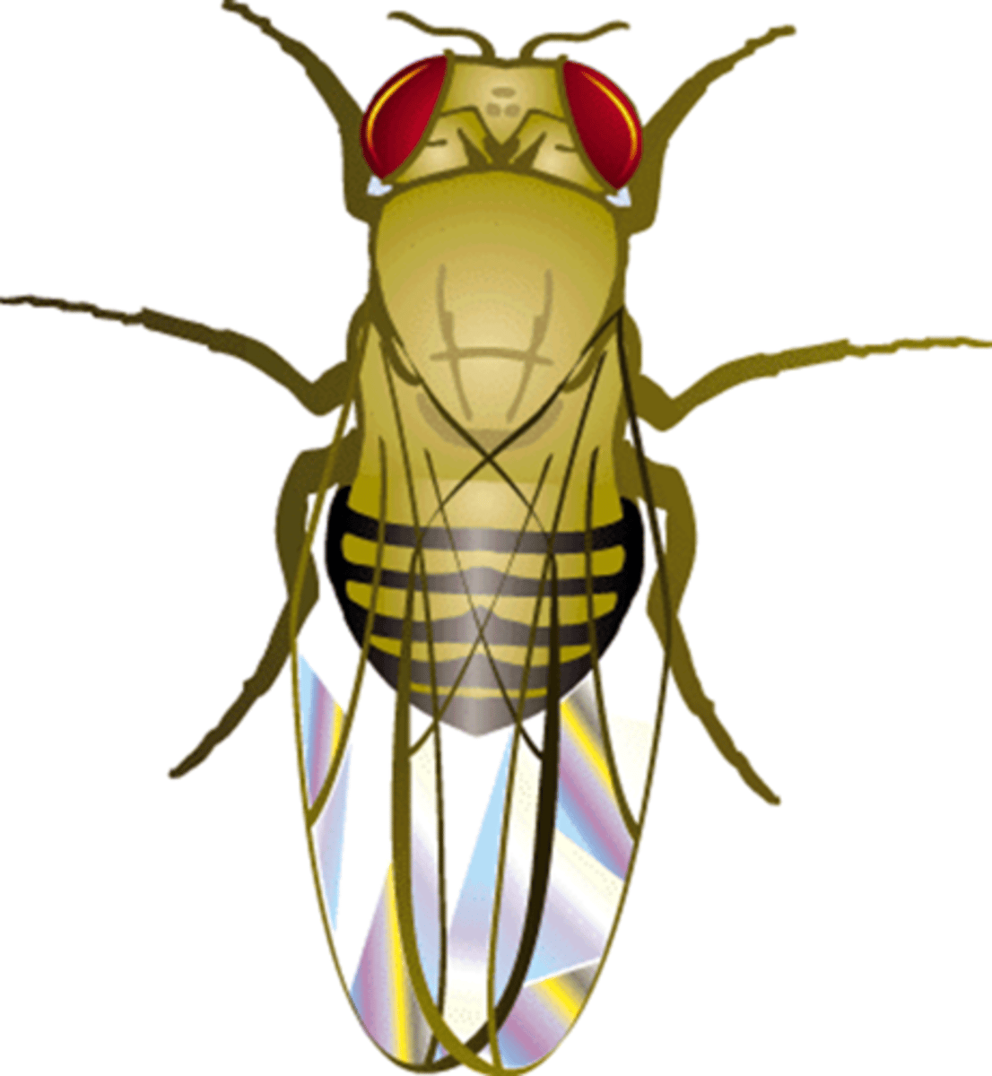 <p>most common phenotype in the natural population and typically the result of natural selection</p>