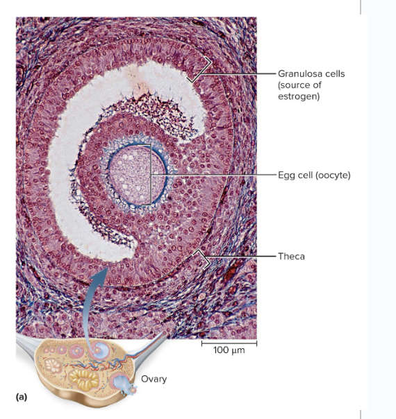 <p>synthesizes a lot of female sex hormones which come from the ovarian follicle</p><ul><li><p>Theca cells synthesize a hormone, then that hormone is converted to mainly estradiol by the granulosa cells</p></li><li><p>After ovulation, the remains of the ovarian follicle becomes the corpus luteum</p><ul><li><p>Secretes progesterone for 12 days following ovulation</p></li><li><p>Follicle and corpus luteum secrete inhibin</p></li></ul></li></ul><p></p>