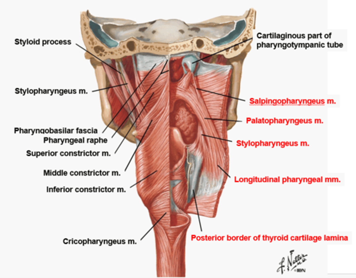 <p>Elevate and dilate (increase the diameter) of the pharynx</p>