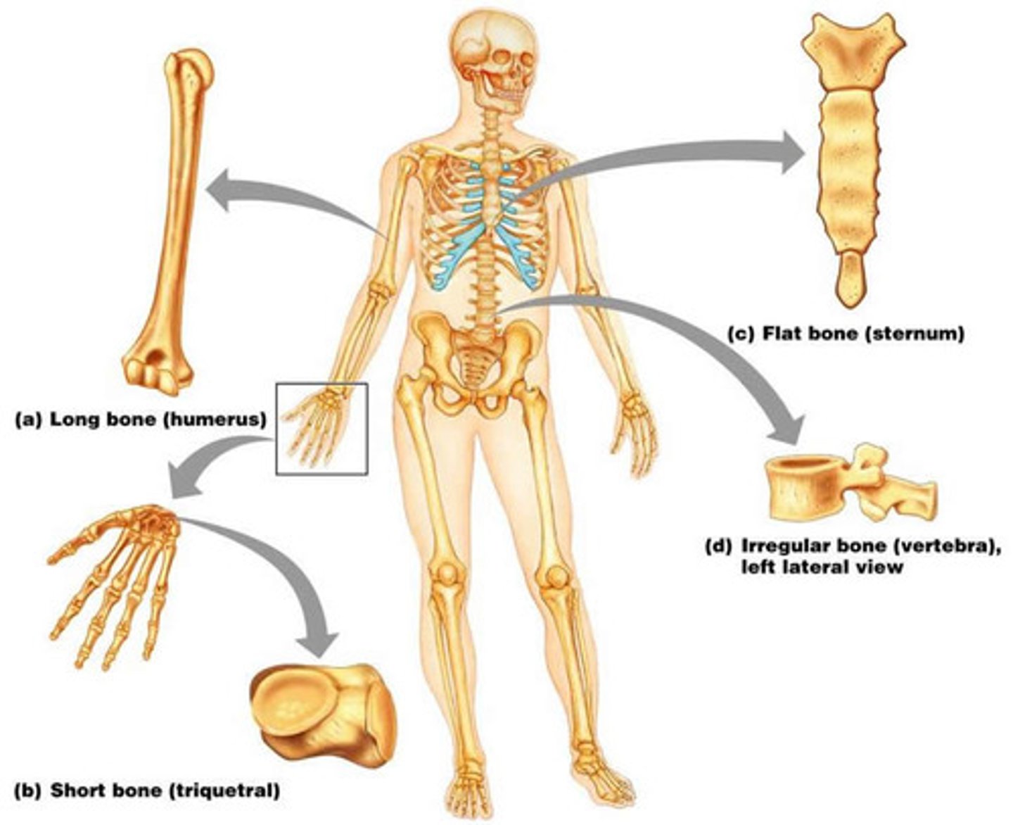 <p>1. Long bones - In general consists of a shaft with heads at either end. Composed predominantly of compact bone.</p><p>Ex: femur and phalanges</p><p>2. Short bones - Cube shaped. Contain more spongy bone than compact bone.</p><p>Ex: tarsals and carpals</p><p>3. Flat bones - Thin, with two layers of compact bone with a layer of spongy bone in between them. Many are curved.</p><p>Ex: bones of the skull</p><p>4. Irregular bones - Bones that do not fall into one of the preceding categories.</p><p>Ex: vertebrae</p><p>5. Sesamoid bones - Special types of short bones formed in tendons.</p><p>Ex: patella</p><p>6. Wormian (Sutural) bones - Tiny bones between cranial bones.</p>
