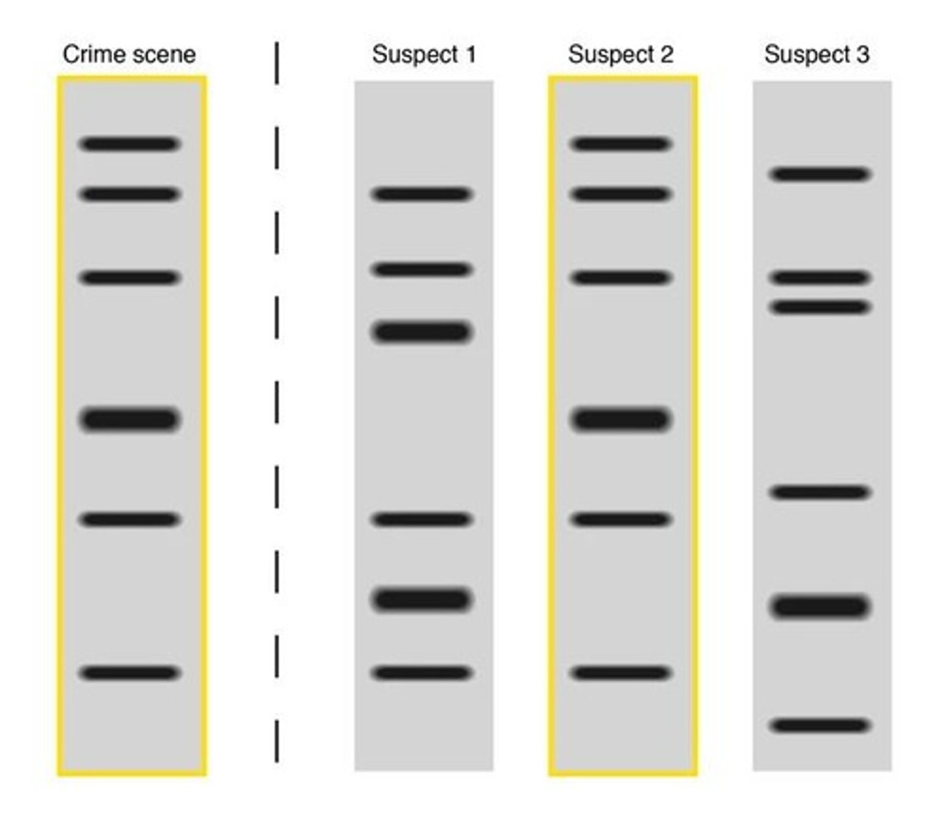 <p>A unique pattern of bands created when a DNA sample is run through a gel after being cut by restriction enzymes.</p>