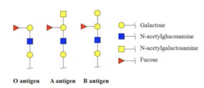 <p>O blood because it is a precursor for A and B.</p><p>Anyone with A and B blood will have the enzymes available to glycosylate this O antigen if you introduce this blood that is associated with O antigen.</p>