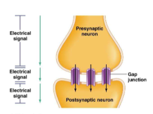 <p>electrical synapses</p>