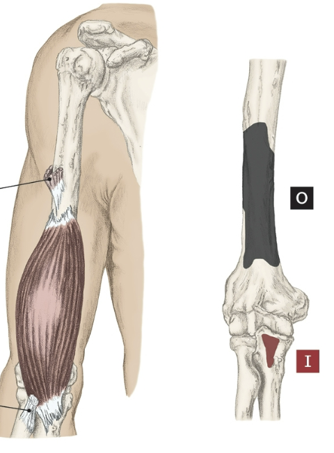 <p>Origin of the Brachialis</p>