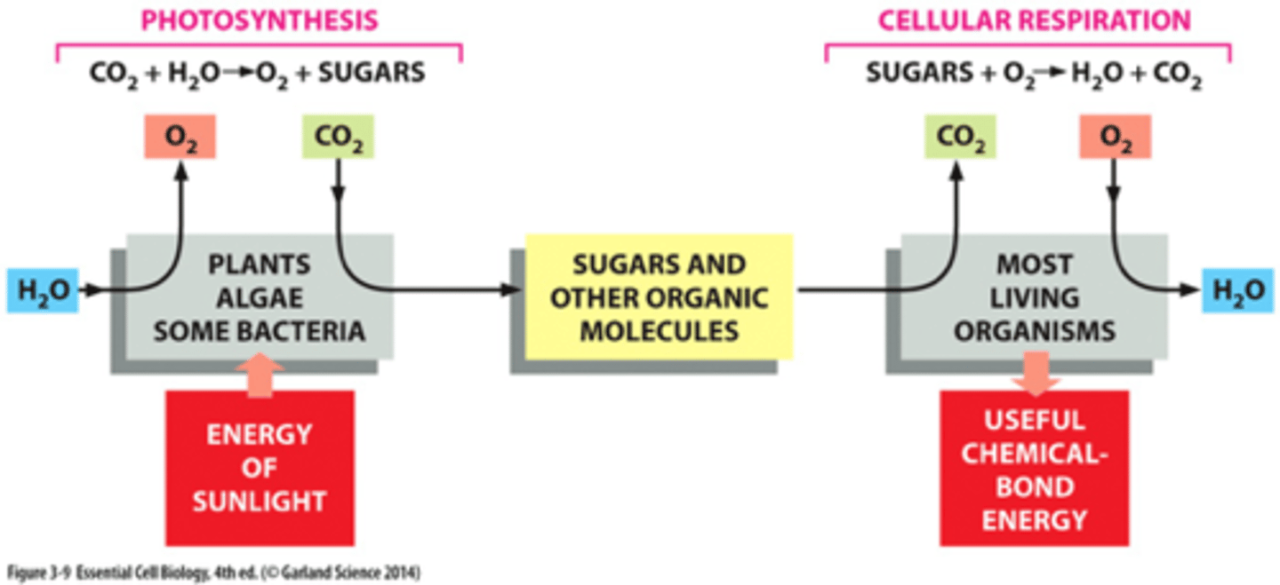 <p>oxidization of organic molecules</p>