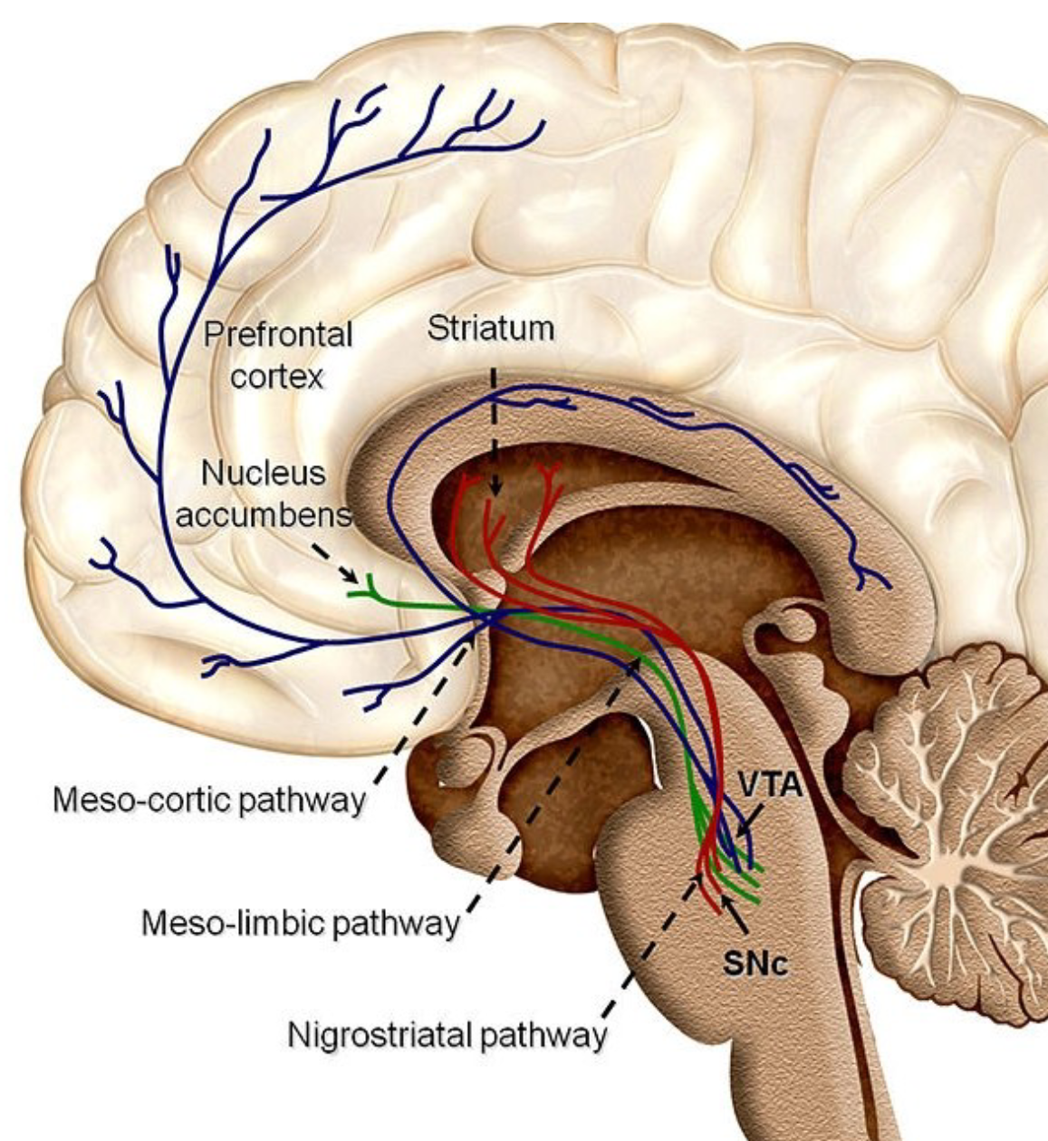 <p><span>substantia nigra → striatum (caudate and putamen), </span></p><p><span>Mesolimbic DA pathway, </span></p><p><span>the ventral tegmental area (VTA) → the limbic system, </span></p><p><span>Mesocortical DA pathway</span></p><p><span>Nigrostriatal dopamine pathway</span></p>