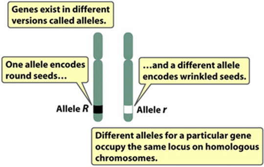 <p><span>An inherited factor (region of DNA) that determines a characteristic</span></p>
