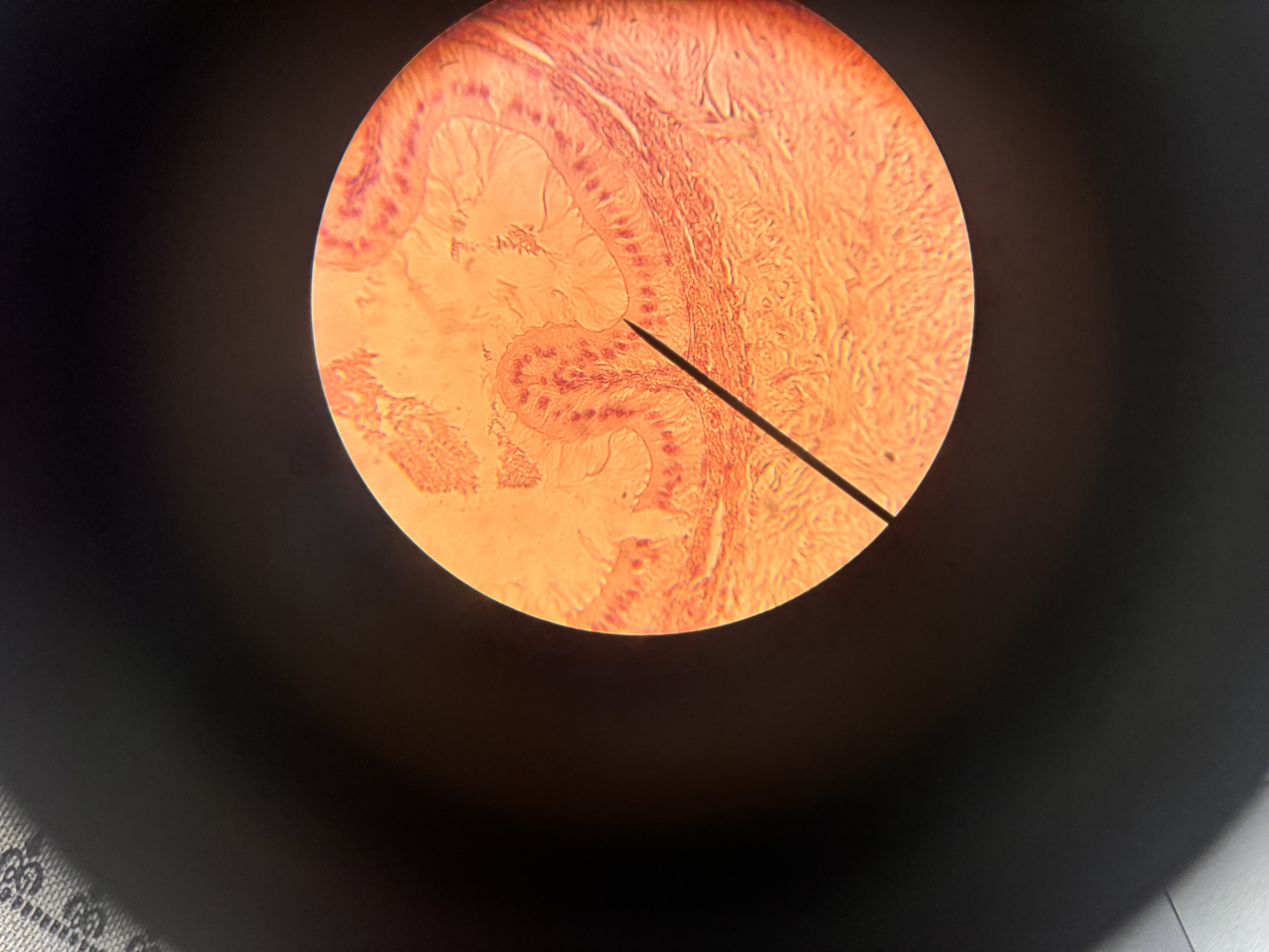 <p>what cell is this </p>