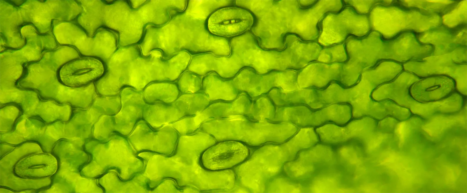 <p><strong>Stomata</strong></p>