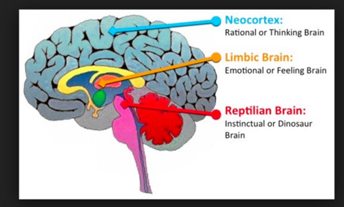<p>The Portion of the brain that controls vital functions like heart rate, breathing, body temperature and balance. (medulla, pons, cerebellum, midbrain, globus pallidus, and olfactory).</p>