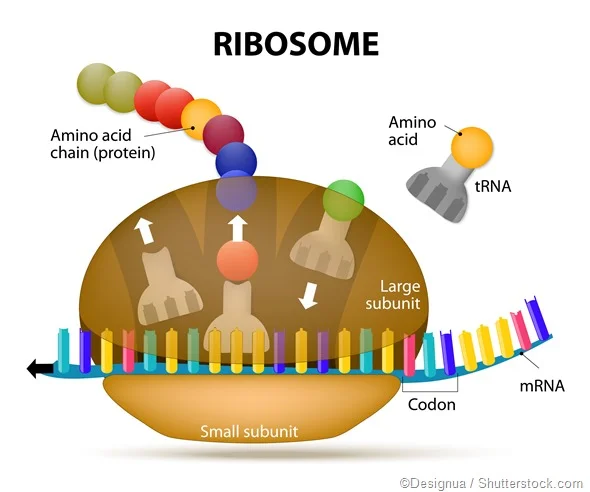 <p>Ribosomes</p>