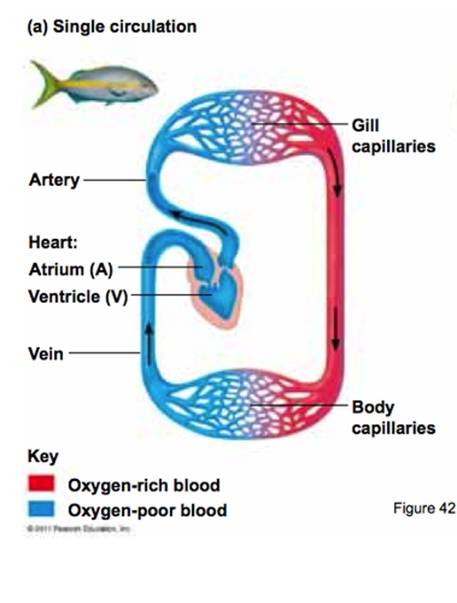 <p>fish. one atrium one ventricle.</p>