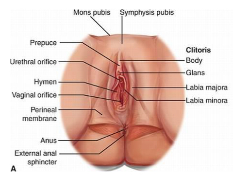 <ol><li><p>Mons pubis- fatty tissue to protect the pubic symphysis </p></li><li><p>Labia majora- contains sweat and sebaceous glands and protects vaginal opening</p></li><li><p>labia minora- highly vascular and abundant nerve supply; lubricates vulva and swells with stimulation </p></li><li><p>Clitoris- small cylindrical mass of erectile tissue and serves; function = sexual stimulation</p></li><li><p>Vestibular structures- urethra, vagina, 2 sets of glands (secrete mucus to keep opening moist)</p></li><li><p>Perineum = vagina ←&gt; anus</p></li></ol><p></p>
