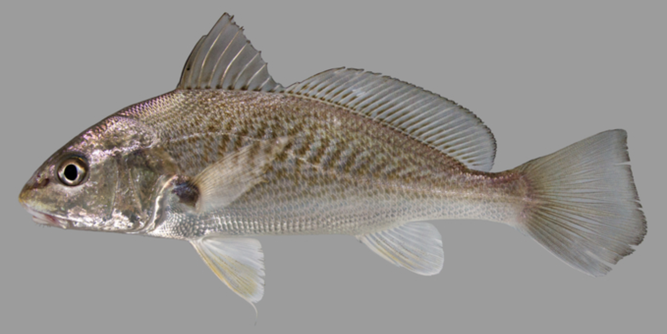 <p>croakers and drums</p><p></p><p>]</p><p>Key points:</p><ul><li><p>297 spp</p></li><li><p>global coastal marine/brackish/freshwater</p></li><li><p>molar like pharyngeal teeth, lateral line extends to end of caudal</p></li><li><p>long notched dorsal, swimbladder usually branched with sound producing vibrating muscles</p></li></ul><p></p>
