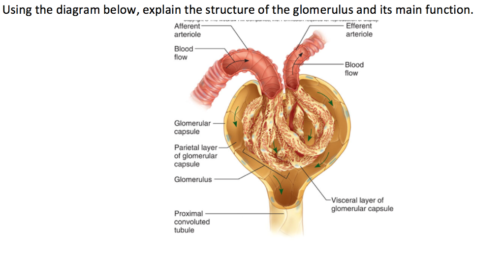 <p>Afferent arteriole</p>