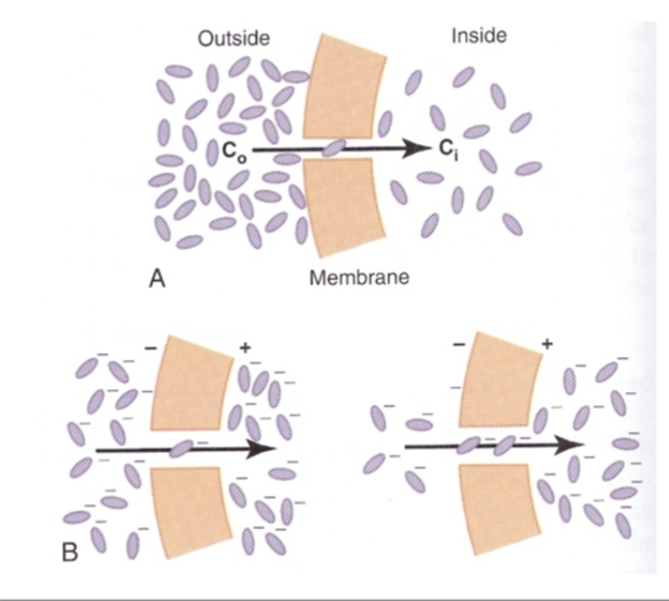 <p>What happens if a electrical potential is applied across the membrane? </p>