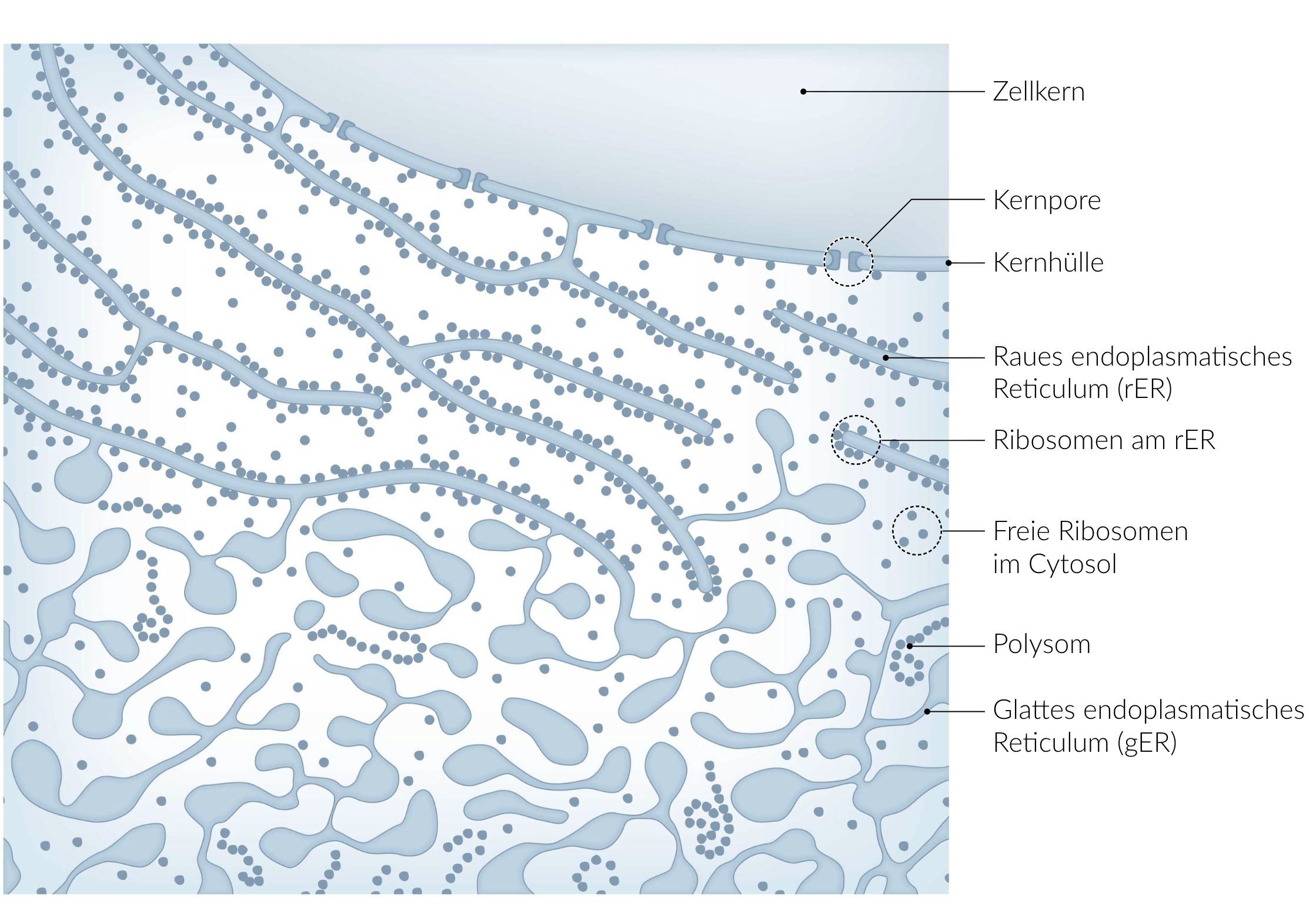 <p>A. At the rough endoplasmic reticulum</p>