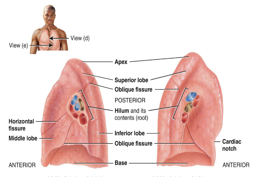 <p>3 lobes; 2 fissures</p>
