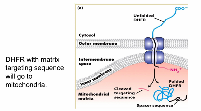 <ul><li><p>Target cytosolic protein for transport (DHFR shown in blue)&nbsp;</p></li><li><p>Tag it with matrix-targeting motif (red) and add a spacer sequence (black)</p><ul><li><p>Length of 2 translocons&nbsp;</p></li></ul></li><li><p>Presence of Hsc70 keeps DHFR unfolded allowing it to be transported into the mitochondrial matrix&nbsp;</p></li><li><p>So any unfolded protein is getting through, so long as it has the matrix-targeting motif atleast which is sufficient for transport </p></li></ul><p></p>